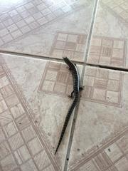 Diploglossus lessonae