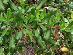 Escallonia illinita