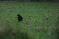 Corvus corone