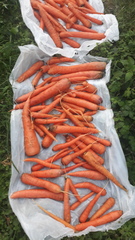 Daucus carota sativus