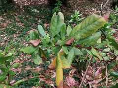 Escallonia illinita