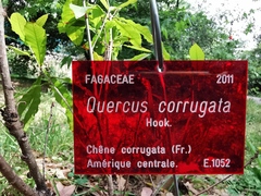 Quercus corrugata