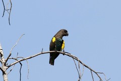 Poicephalus meyeri