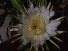 Selenicereus undatus