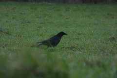 Corvus corone