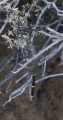 Palpares speciosus