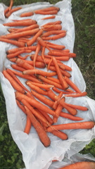Daucus carota sativus