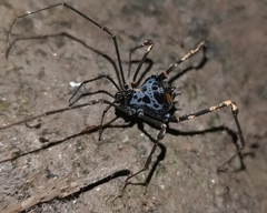 Sadocus dilatatus