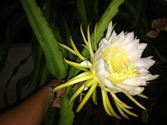 Selenicereus undatus