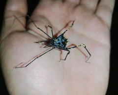 Sadocus dilatatus