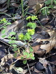 Euphorbia roemeriana