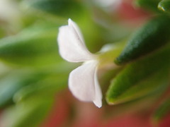 Muraltia satureioides