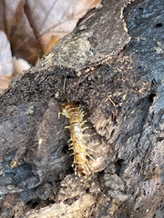 Lithobius variegatus