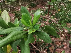 Escallonia illinita