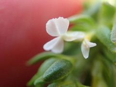 Muraltia satureioides