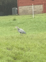 Ardea herodias fannini