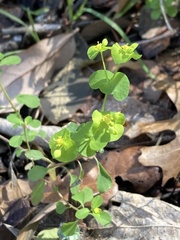 Euphorbia roemeriana