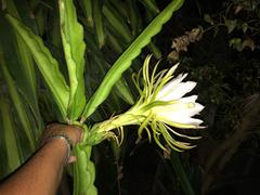 Selenicereus undatus