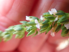Muraltia satureioides