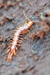Lithobius forficatus