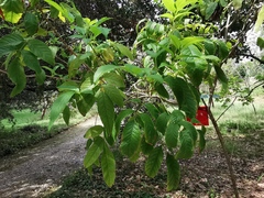 Tecoma castanifolia