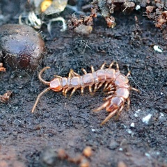 Lithobius forficatus