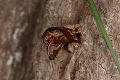 Eusphecia pimplaeformis