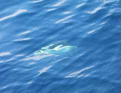 Thunnus alalunga