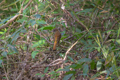 Attila spadiceus