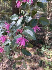 Loropetalum chinense