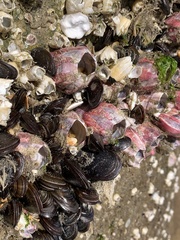 Megabalanus tintinnabulum