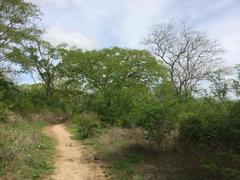 Anadenanthera colubrina