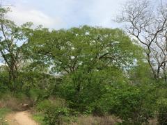 Anadenanthera colubrina