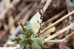 Belenois creona severina