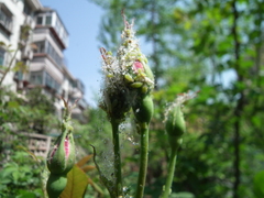 Longicaudus trirhodus