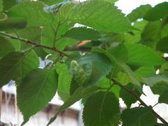 Tuberocephalus higansakurae