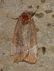 Hampsonodes mastoides