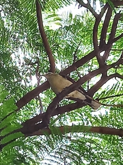Mimus saturninus
