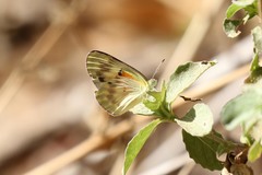 Colotis calais calais