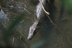 Caiman crocodilus
