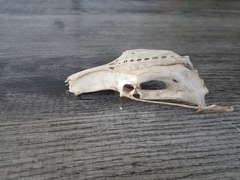 Vertebrata