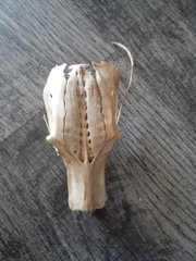 Vertebrata