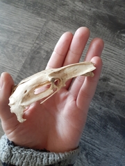 Vertebrata