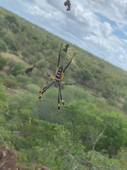 Trichonephila senegalensis