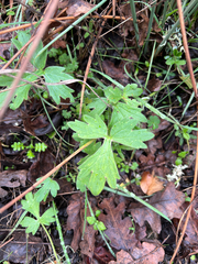 Ranunculus californicus