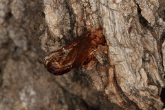 Eusphecia pimplaeformis