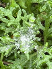 Eriophyllum staechadifolium