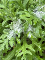 Eriophyllum staechadifolium