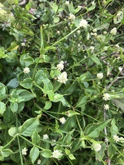 Alternanthera flavescens