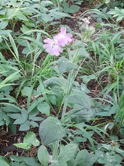 Silene dioica
